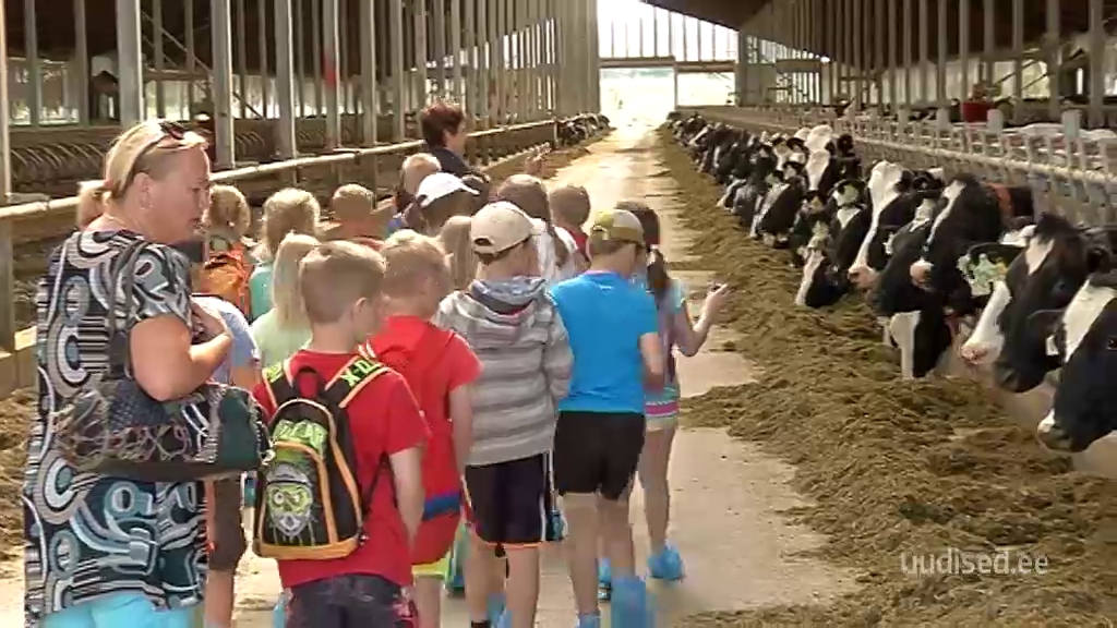 Lapsed õppisid Väätsa suurfarmis, et piim tuleb esmalt lehmast
